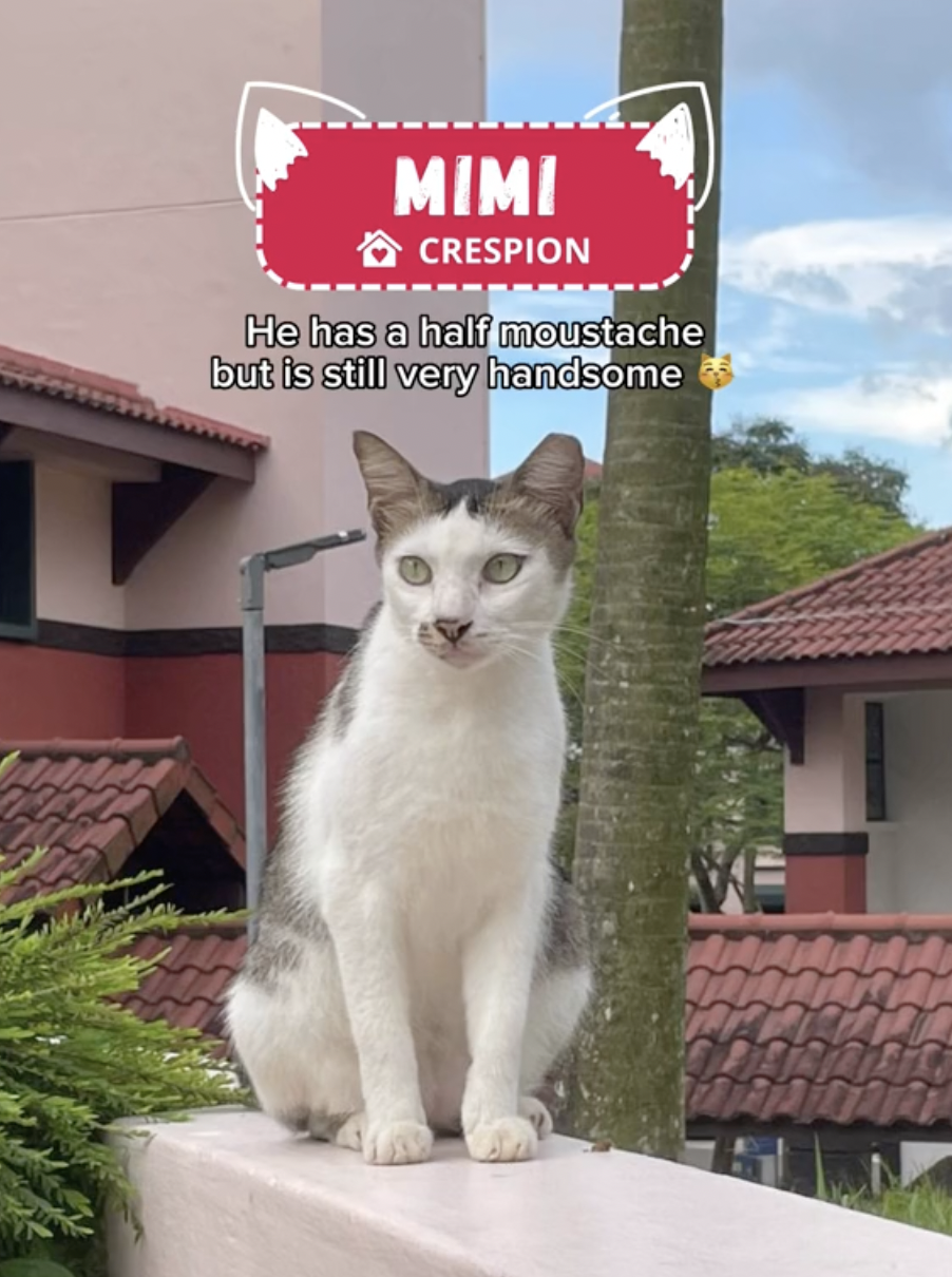 NTU features its 12 campus cats on TikTok, instantly gains popularity