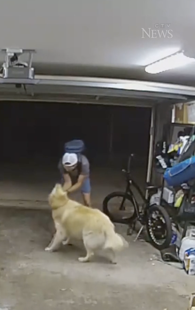 US Man Stops Mid-theft To Pet House Dog Before Stealing Bicycle From ...