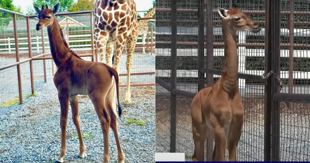 Extremely rare 'spotless', all-brown giraffe born in US zoo ...