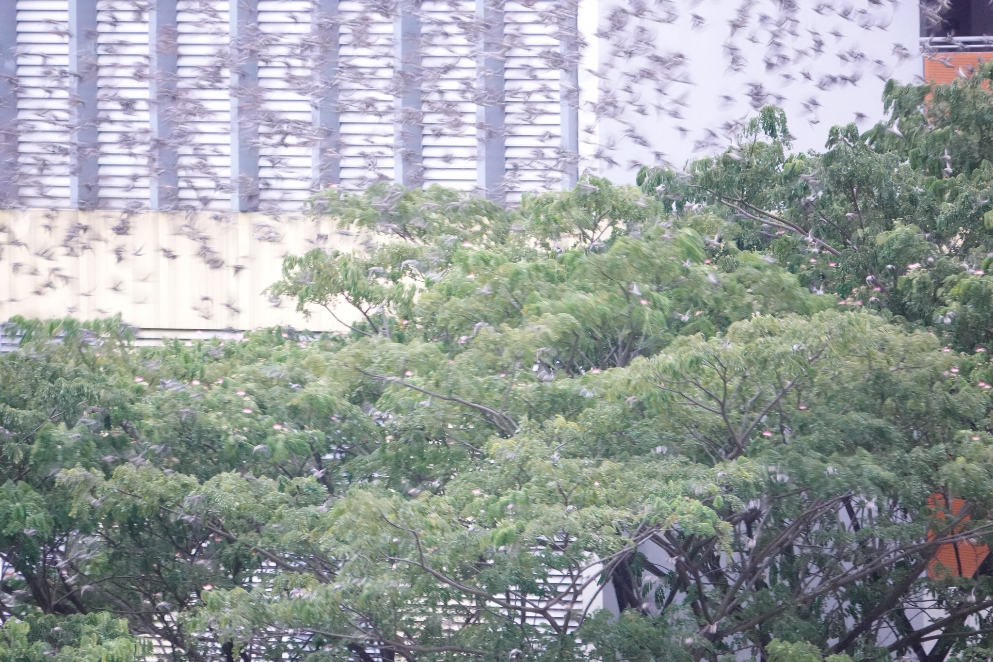 Hundreds of migratory Daurian starlings flock to Yishun & Sengkang ...