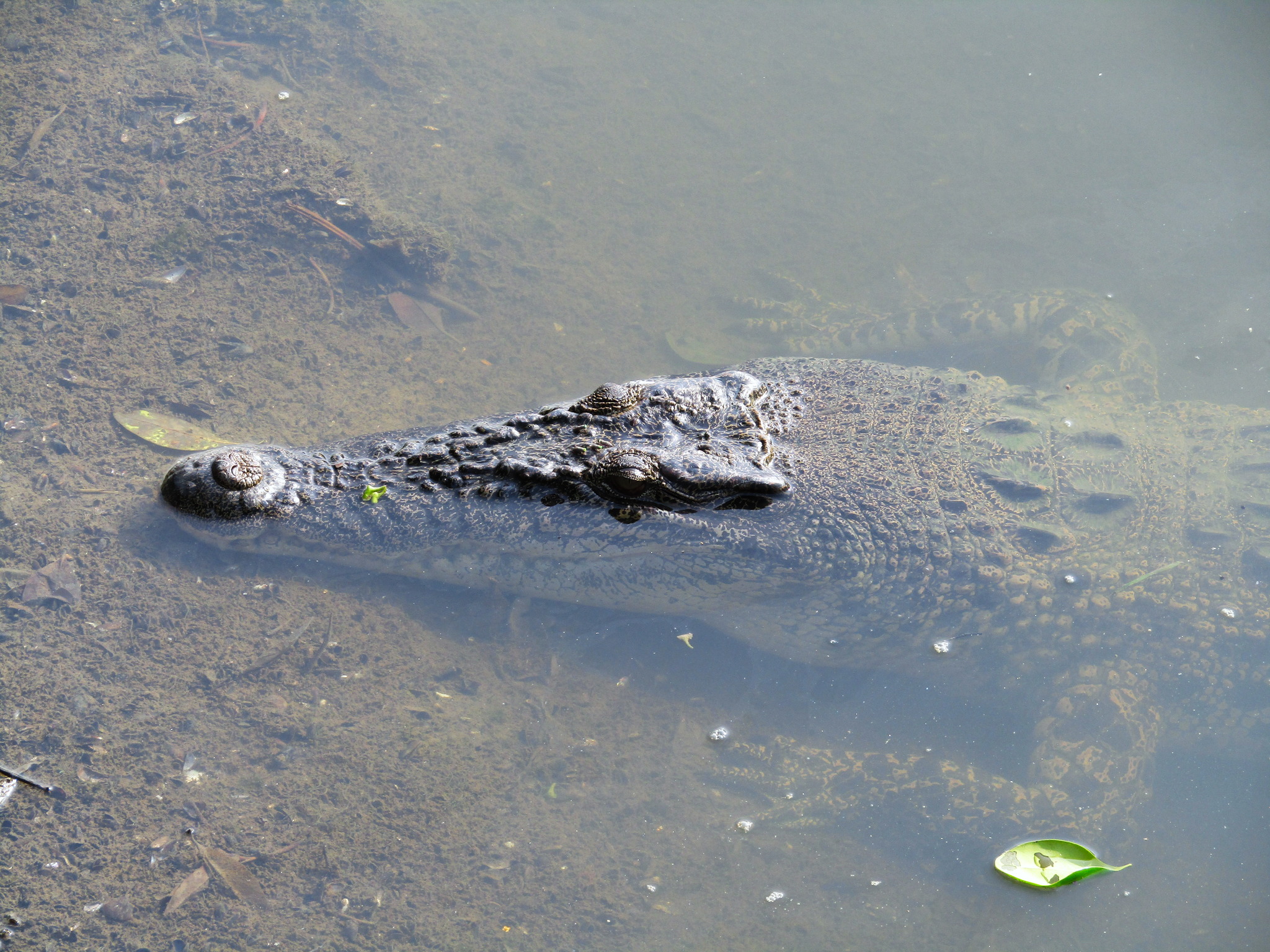 crocodiles are predators good at watch and wait