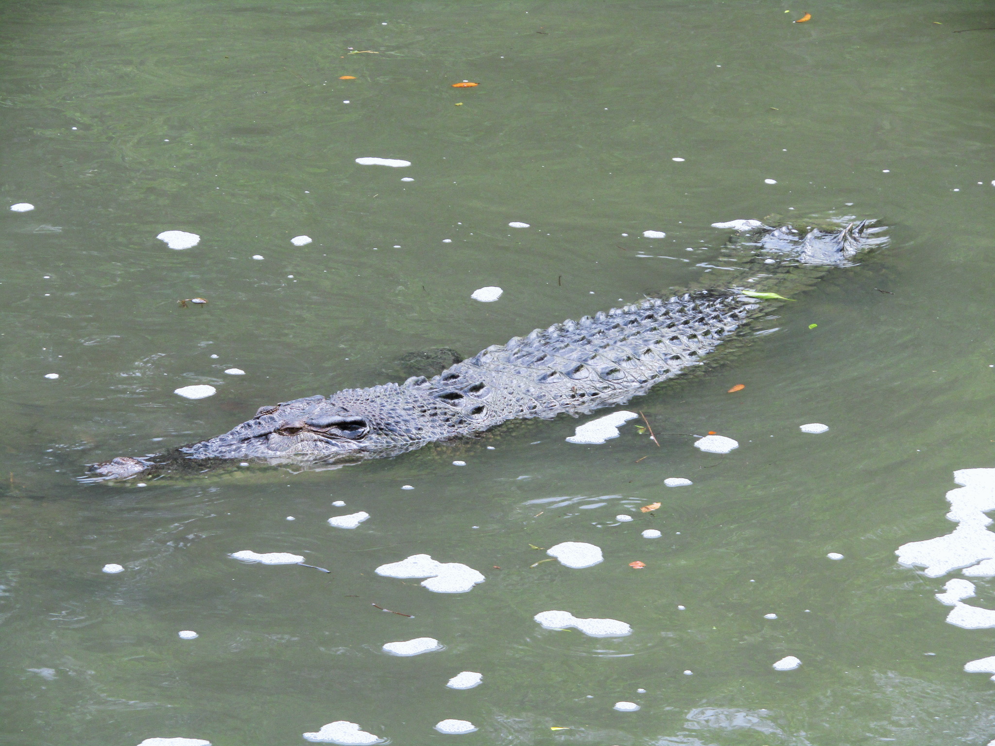 famous crocodile Tailless