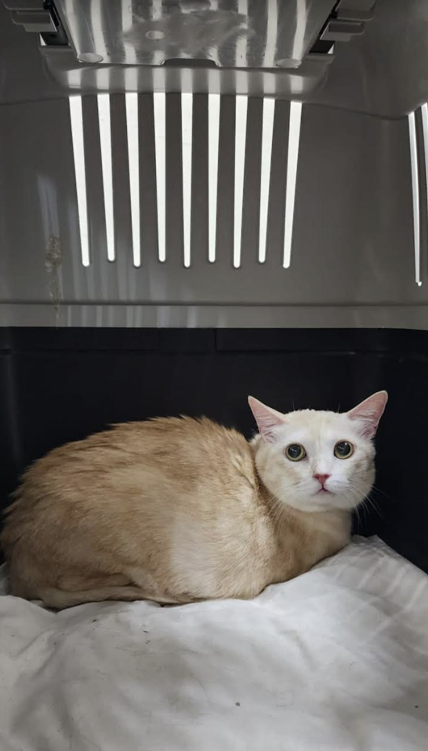 Cat missing in Changi Airport T4 after travel crate breaks, found
