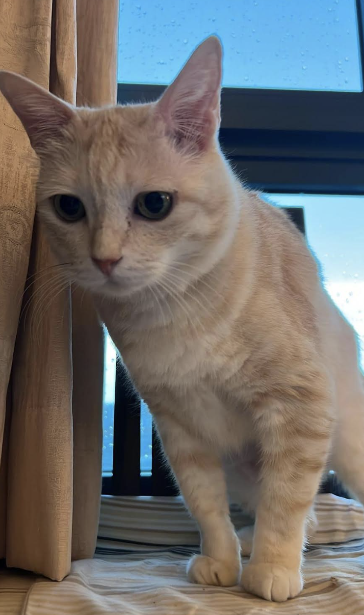 Cat missing in Changi Airport T4 after travel crate breaks, found