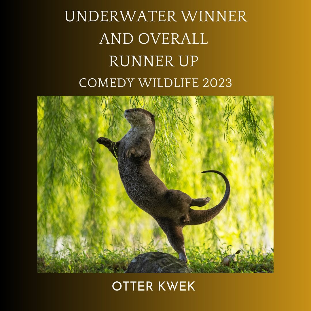 Comedy Wildlife Awards: Otter Ballerina Singapore Shines