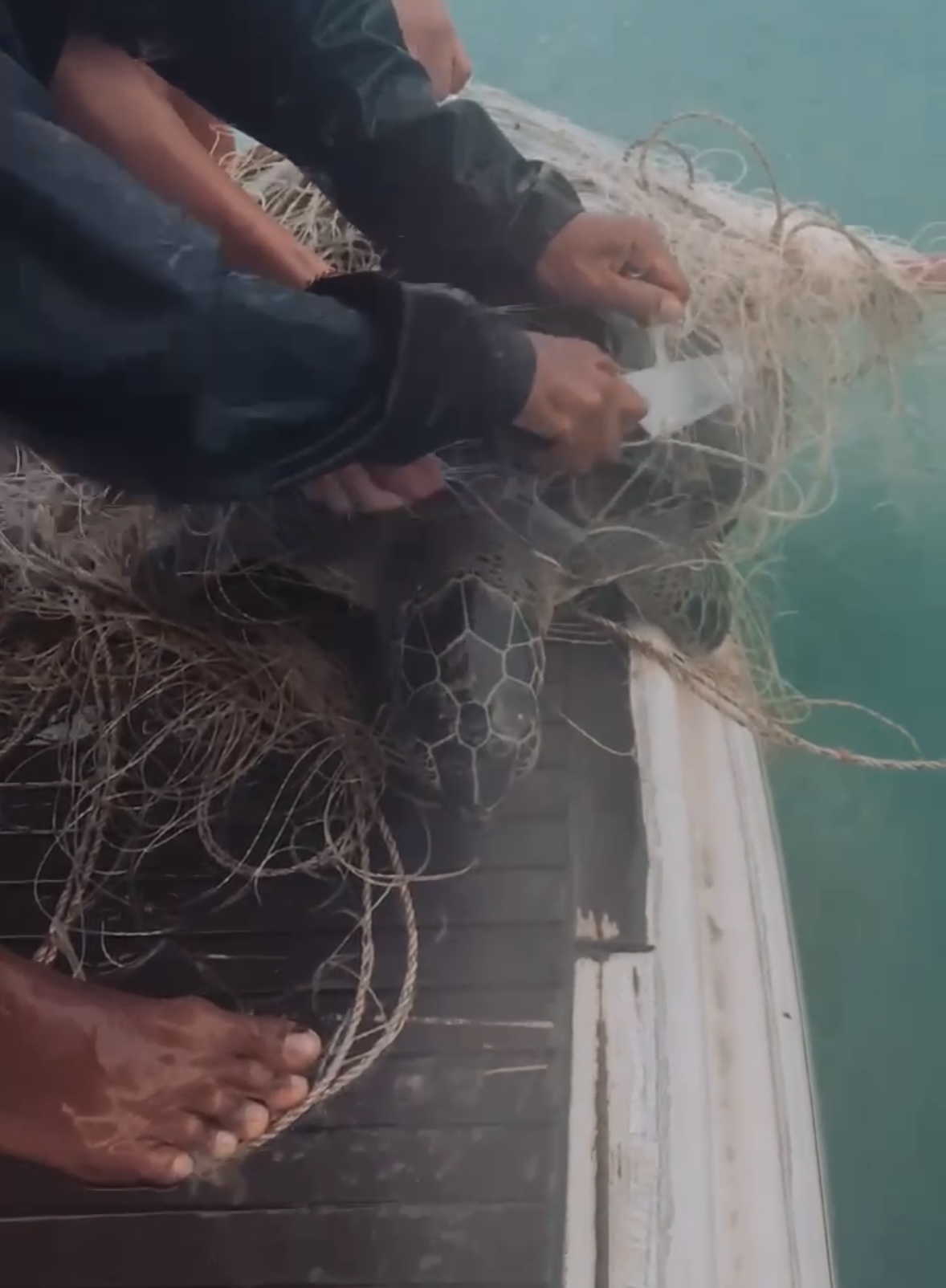 Two men free stingray and rare turtle trapped in large fishing net