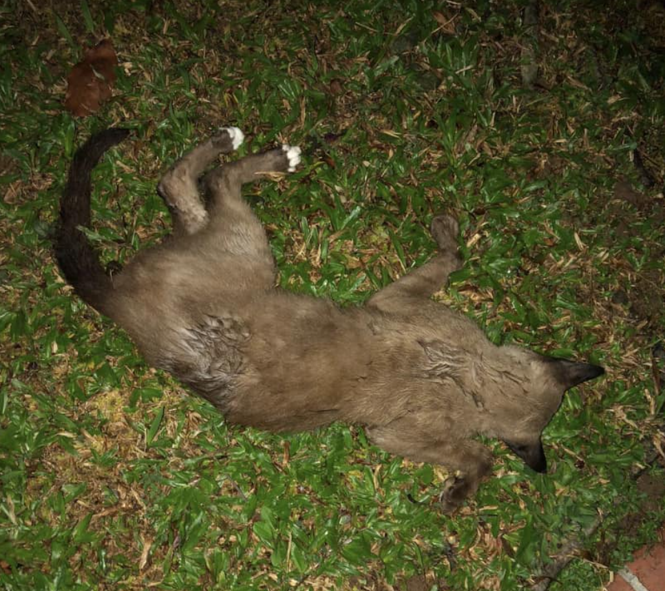 Community cats turn up dead in Jurong West, pack of stray dogs alleged ...