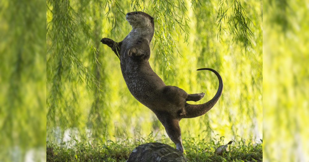 S'porean's 'Otter Ballerina' photo wins runner-up in 2023 Comedy Wildlife Photography Awards