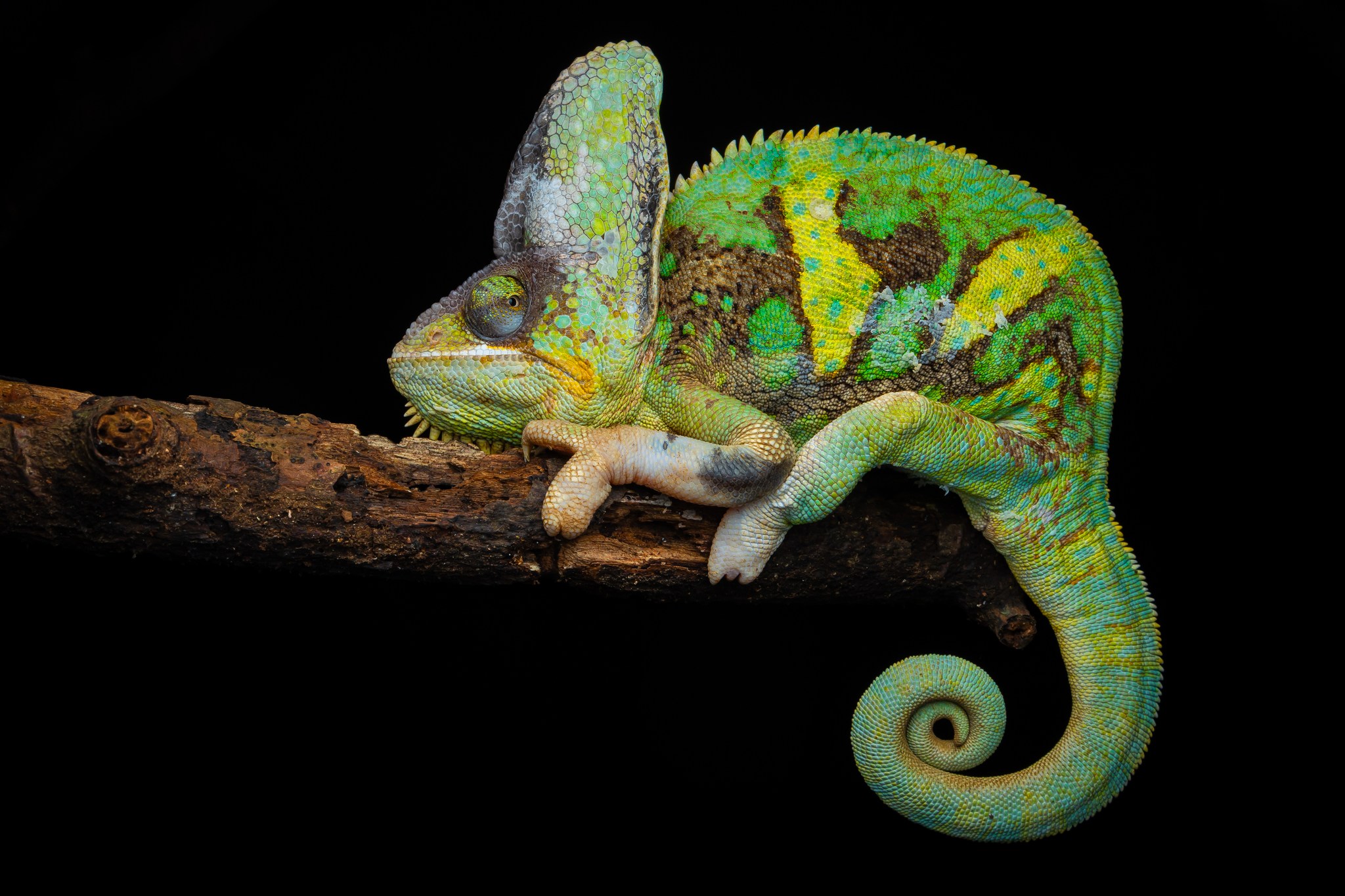 Beautiful' chameleon spotted by photographers in S'pore nature