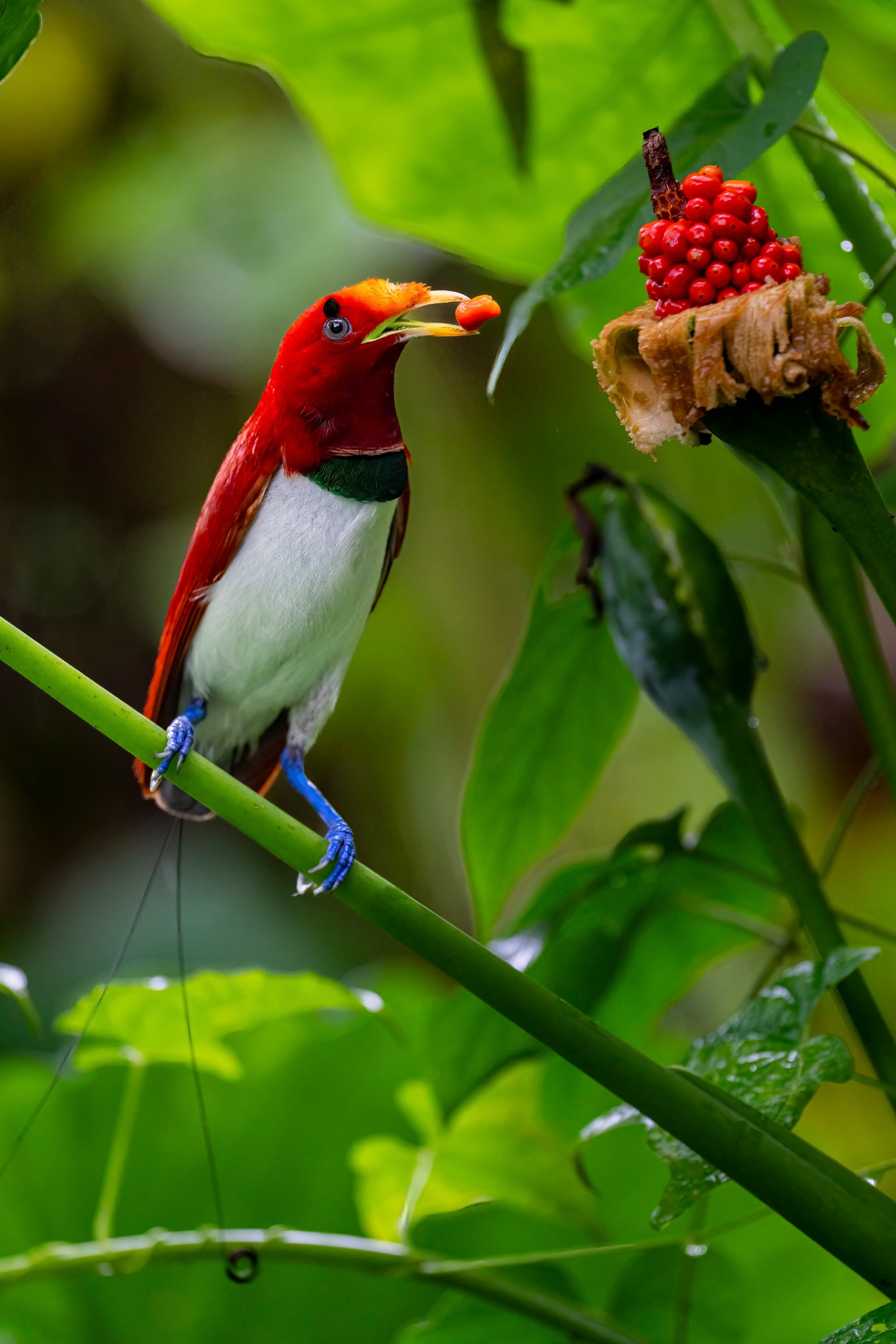 Angry bird'-looking King bird-of-paradise makes surprise appearance in  Windsor Nature Park - Mothership.SG - News from Singapore, Asia and around  the world