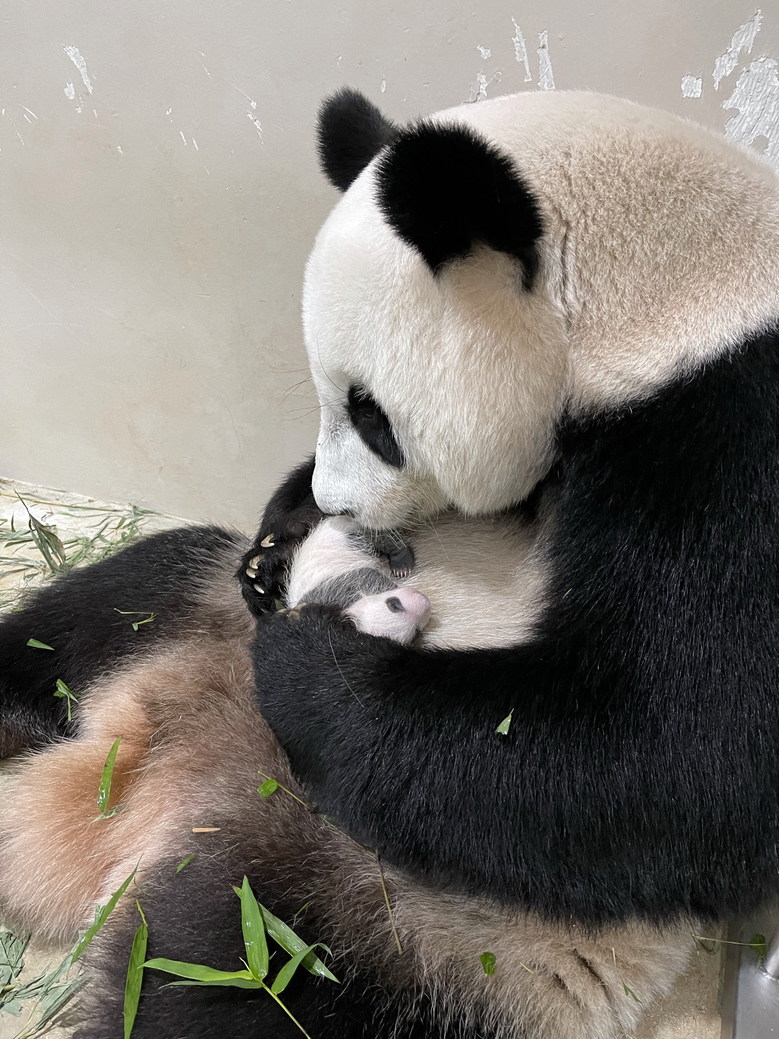 Jia Jia cradling 23-day-old Le Le.