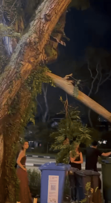 Gif of large branch snapped from tree.