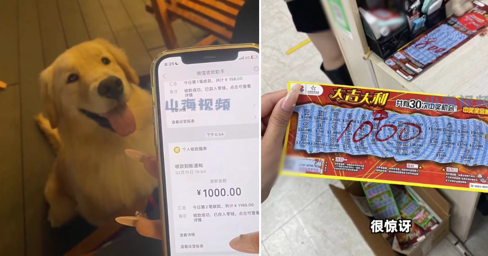 Woman in China wins S187 lottery, claims golden retriever retrieved