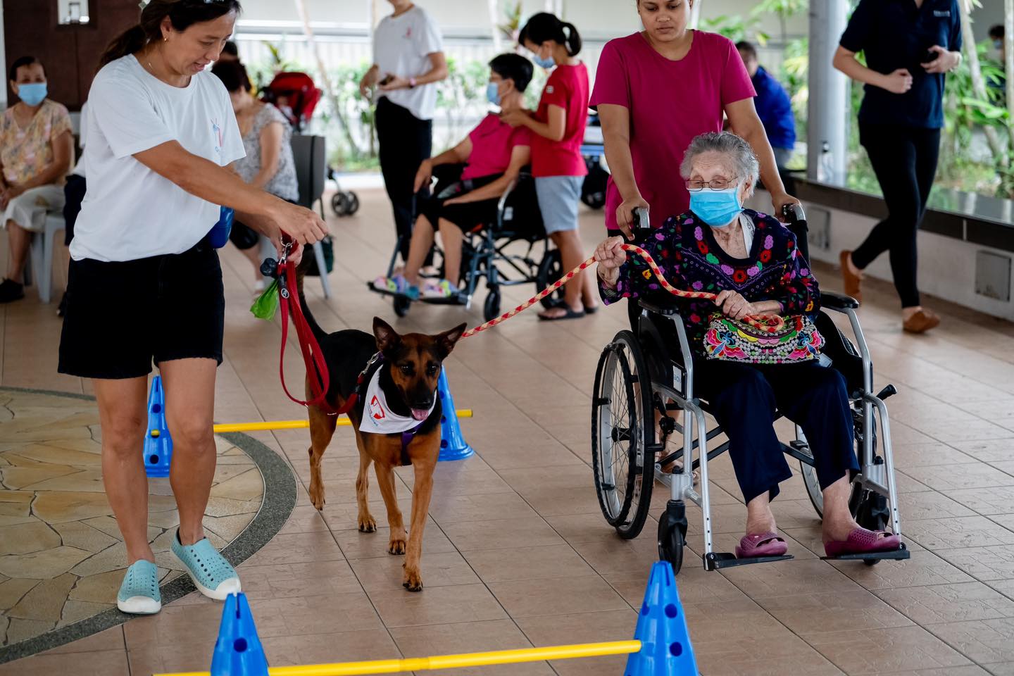 woman in wheelchair alongside pup on a leash as part of the programme.