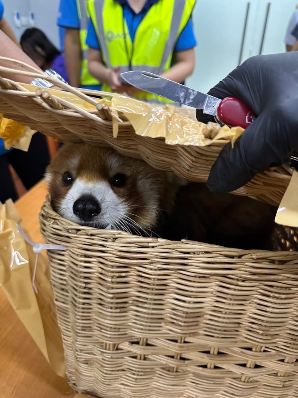 Red Panda Rescued Red panda & fishing cat among 87 animals rescued from luggage at ...