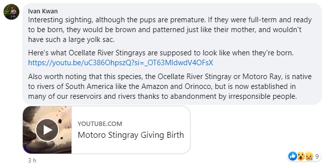 Stingray gives birth to translucent pink baby rays in S'pore reservoir ...