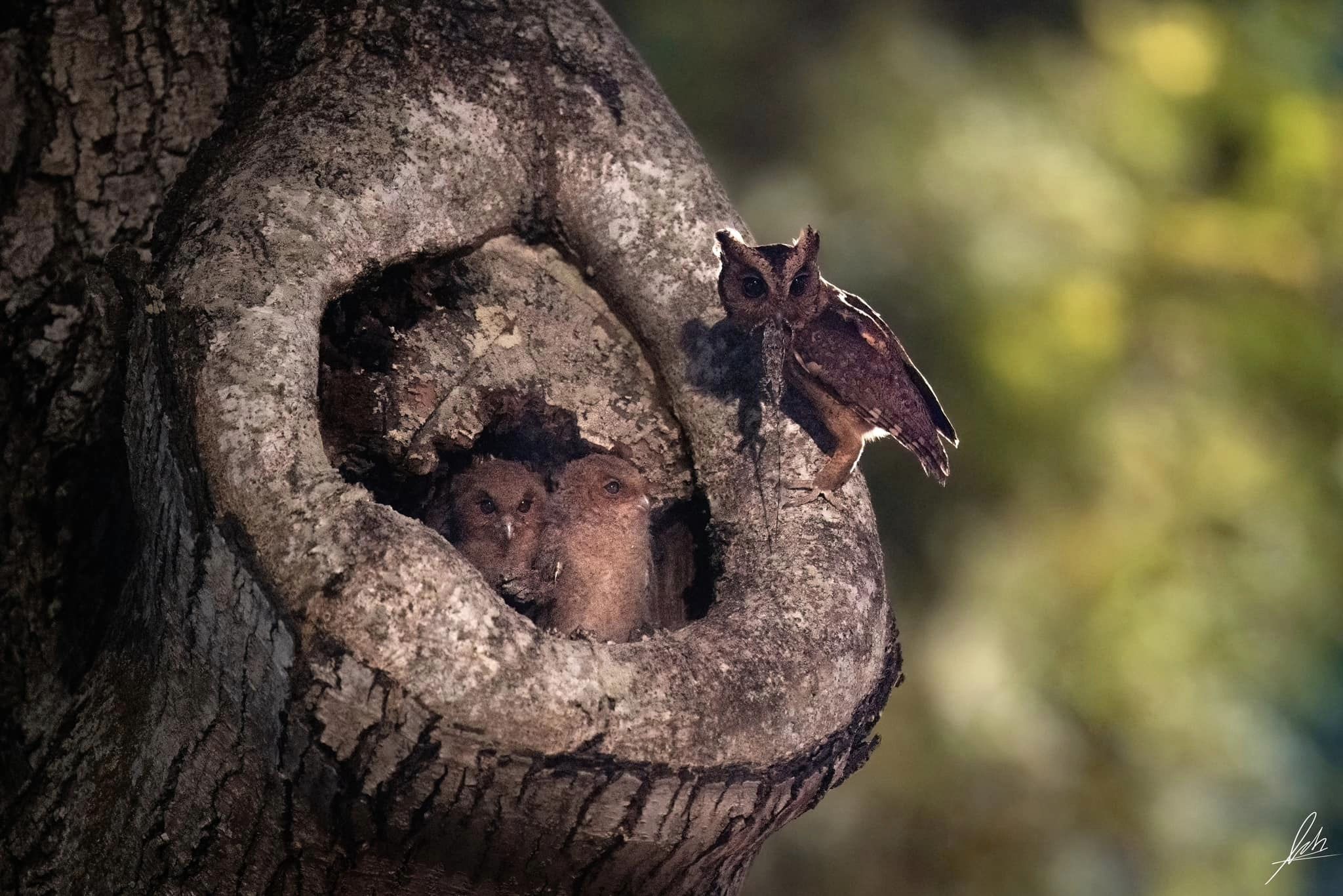 owlsfeeding