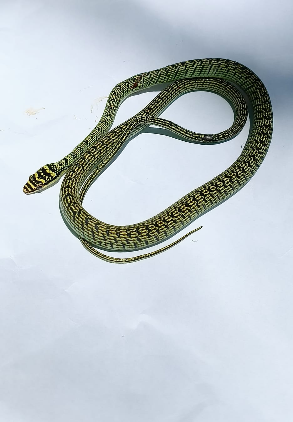 snakeonpaper