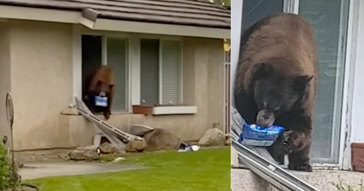 Bear breaks into California home just to steal Oreos, its favourite snack -  Mothership.SG - News from Singapore, Asia and around the world