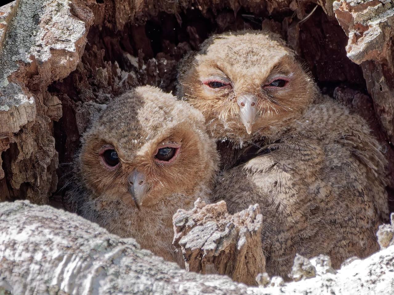 owlets