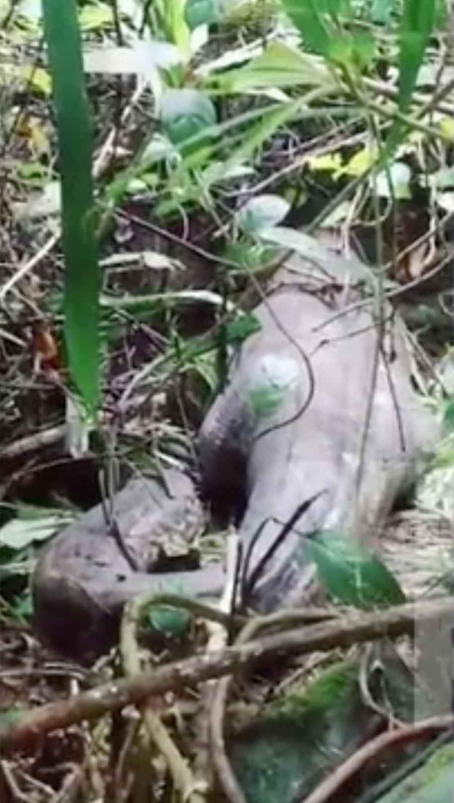 Missing Indonesian woman, 45, found inside belly of 5m python ...