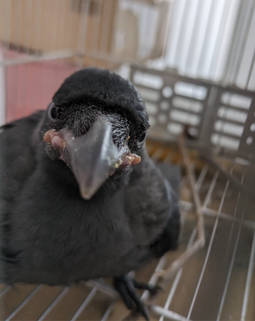 S'porean man nurses baby crow for 1 month, forms bond, but now the bird ...
