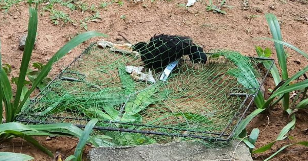 Juvenile chicken seen being trapped by pest control company in