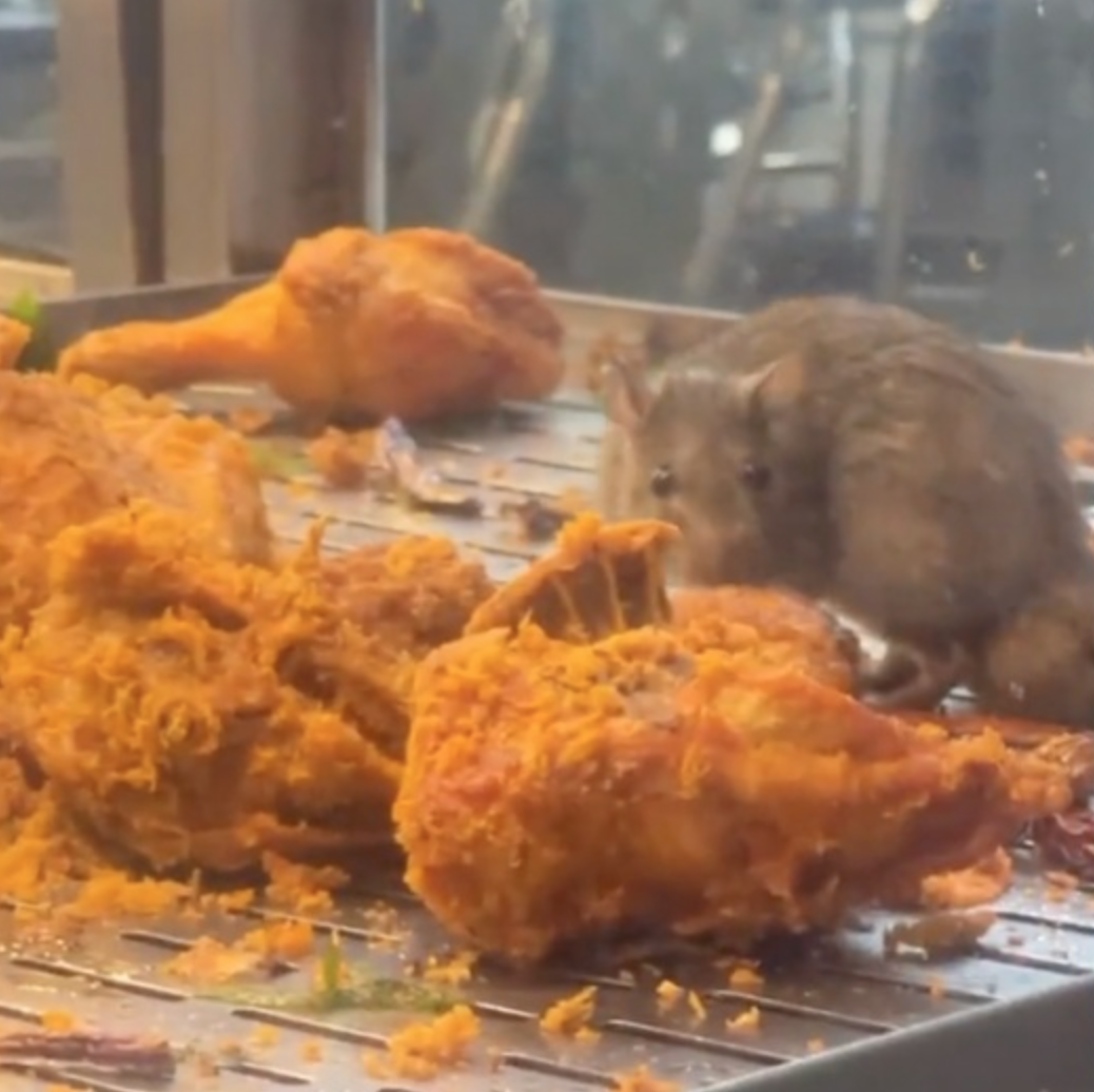 Acrobatics Rats Rat does acrobatics while eating tandoori chicken hanging at M'sia ...