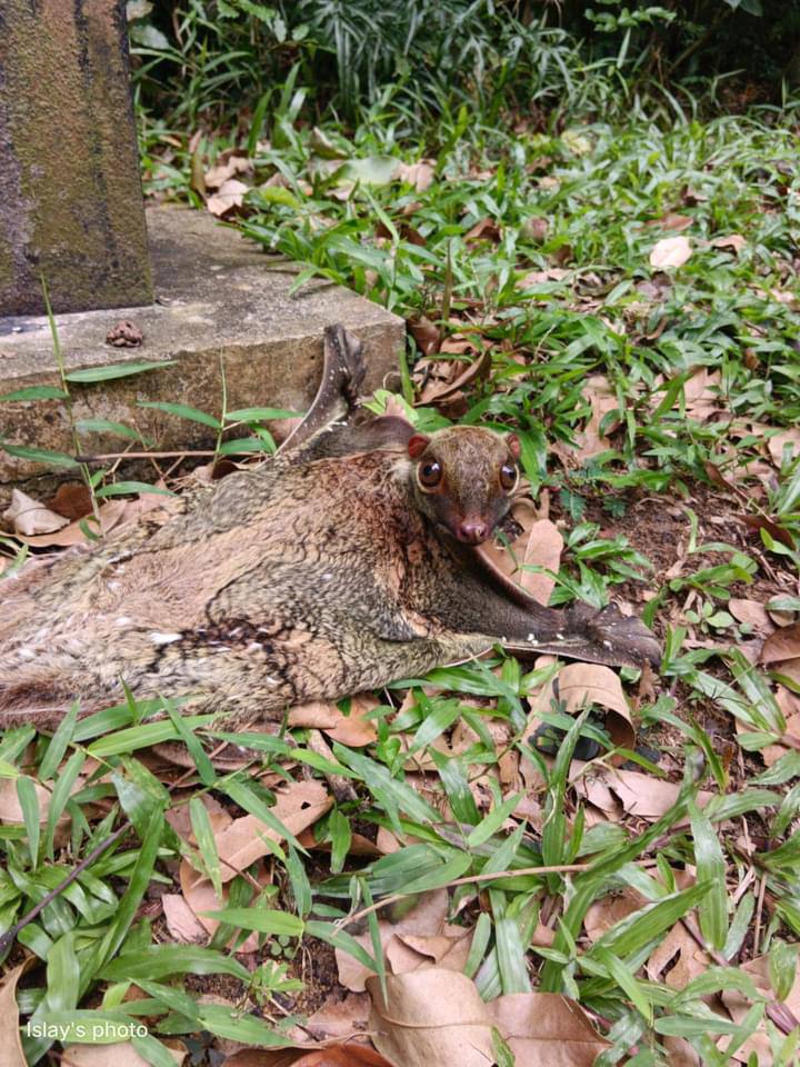 colugo