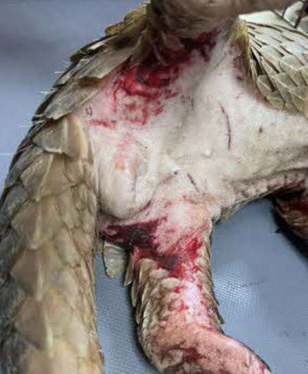 pangolininjured