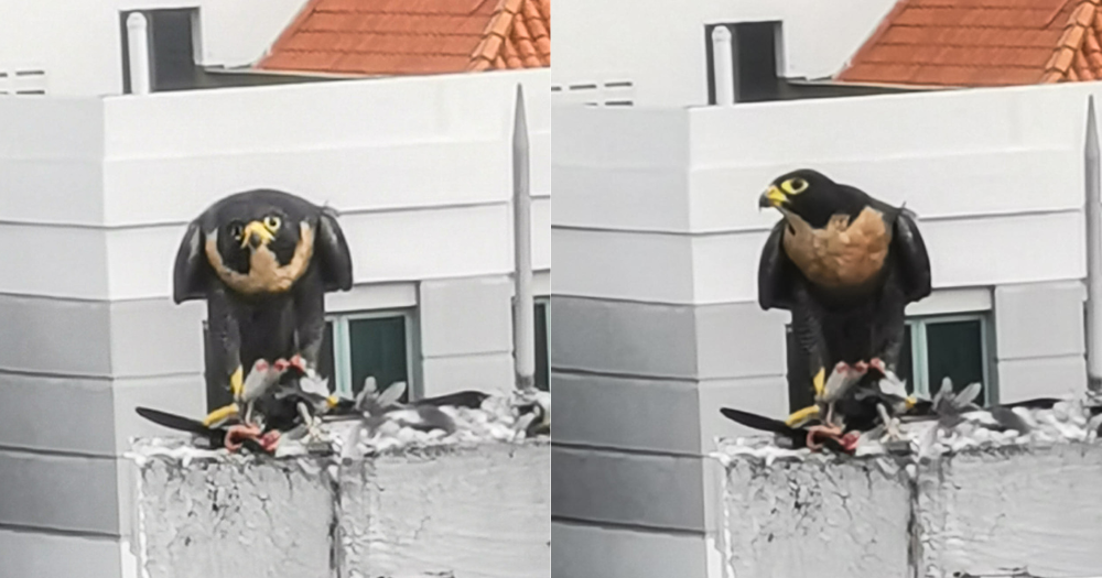 Rare peregrine falcon spotted feasting on rock pigeon in S'pore ...