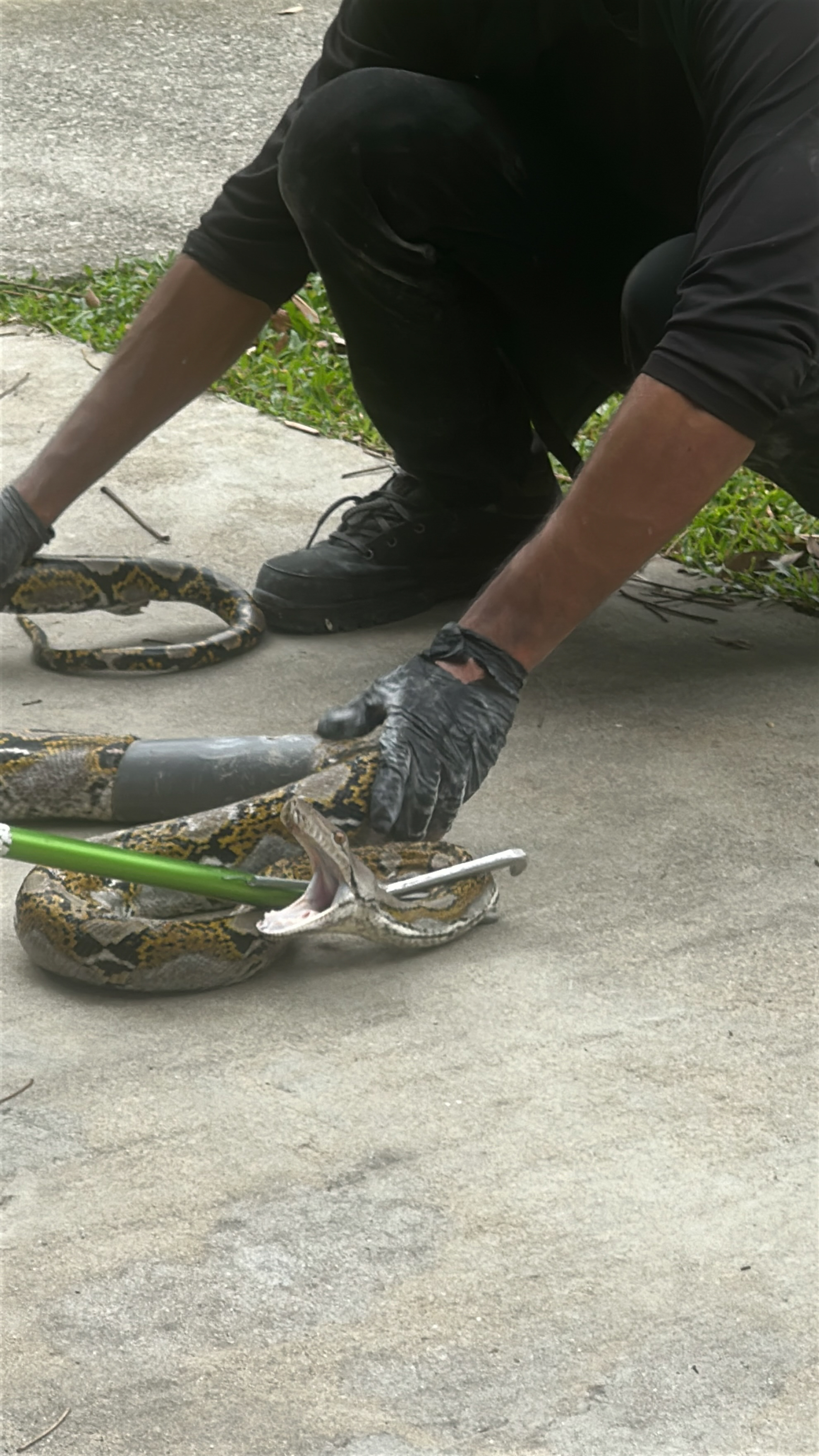 Python stuck in drainage pipe near Clarke Quay, concrete floor drilled ...