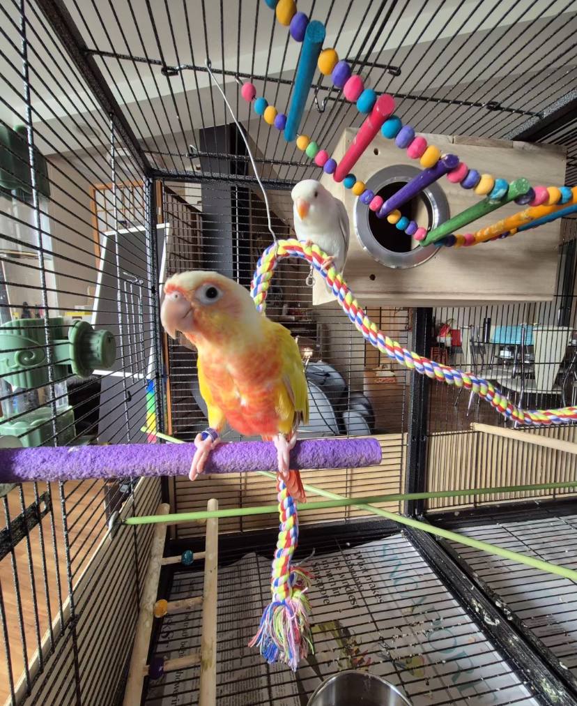 Sunny bird Henry Thia
