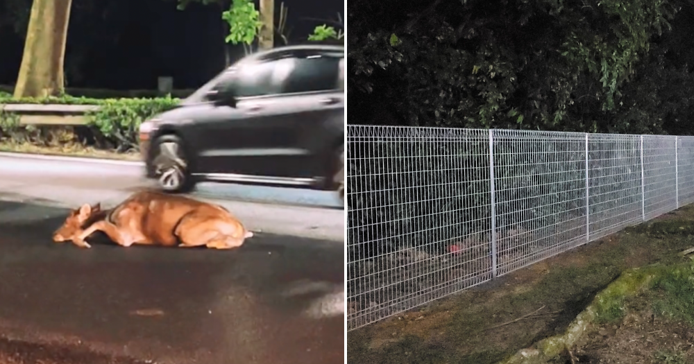 1.8m-high fencing to be extended along more roads near S'pore