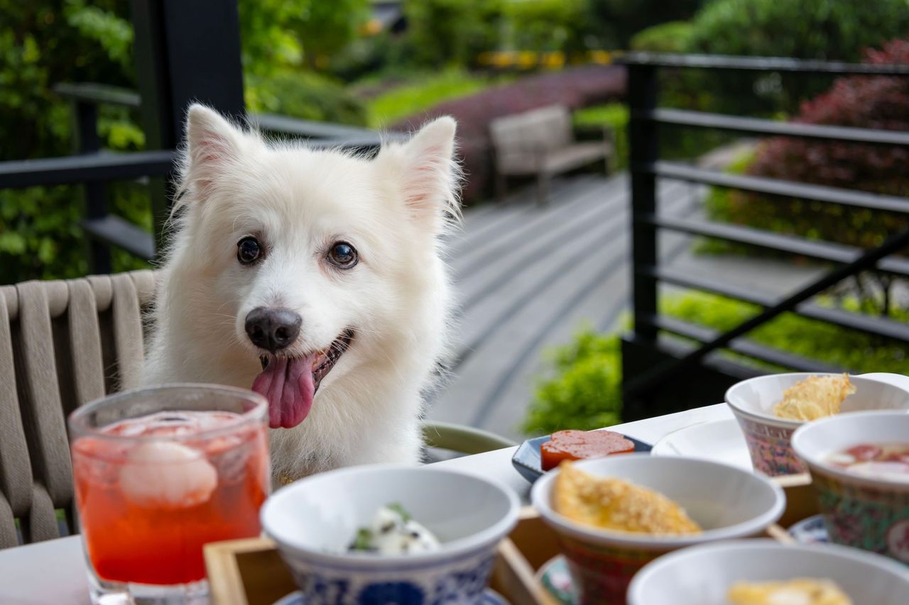Pet friendly Chinese Restaurant At Beach Road Offering 1 for 1 High Tea pet-friendly-chinese-restaurant-at-beach-road-offering-1-for-1-high-tea