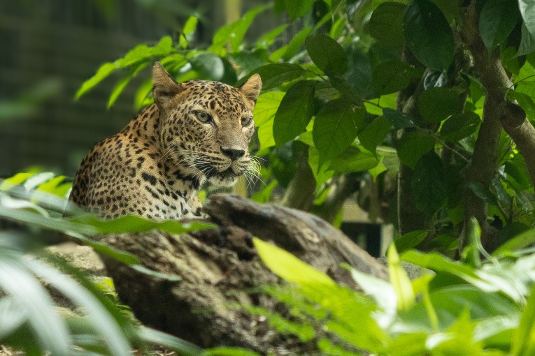 4.5-year-old male leopard arrives at S'pore Zoo from Australia