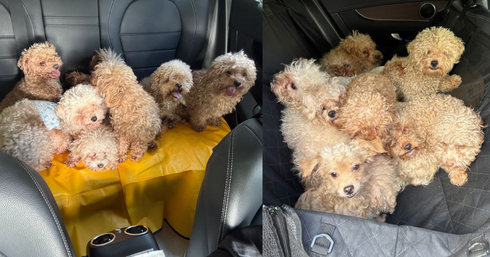 S'porean woman, 50, charged with keeping 79 dogs at Sembawang