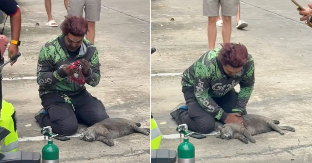 Grab delivery rider gives cat CPR after Bangkok condo fire, saves it