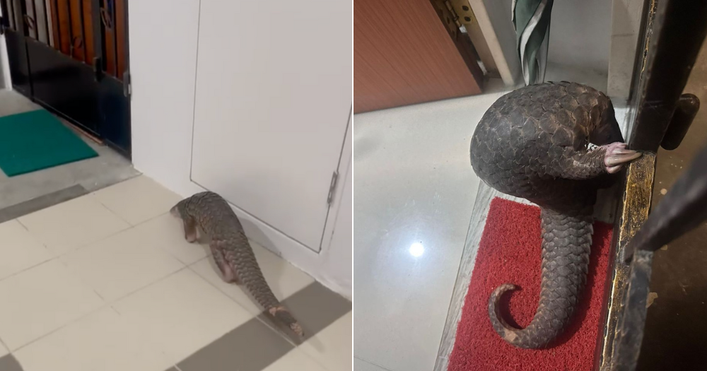 Sunda pangolin casually wandering around 3rd floor HDB corridor, rescued by Acres