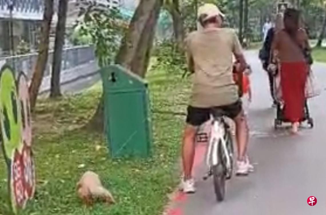 elderly man never pick up dog poo