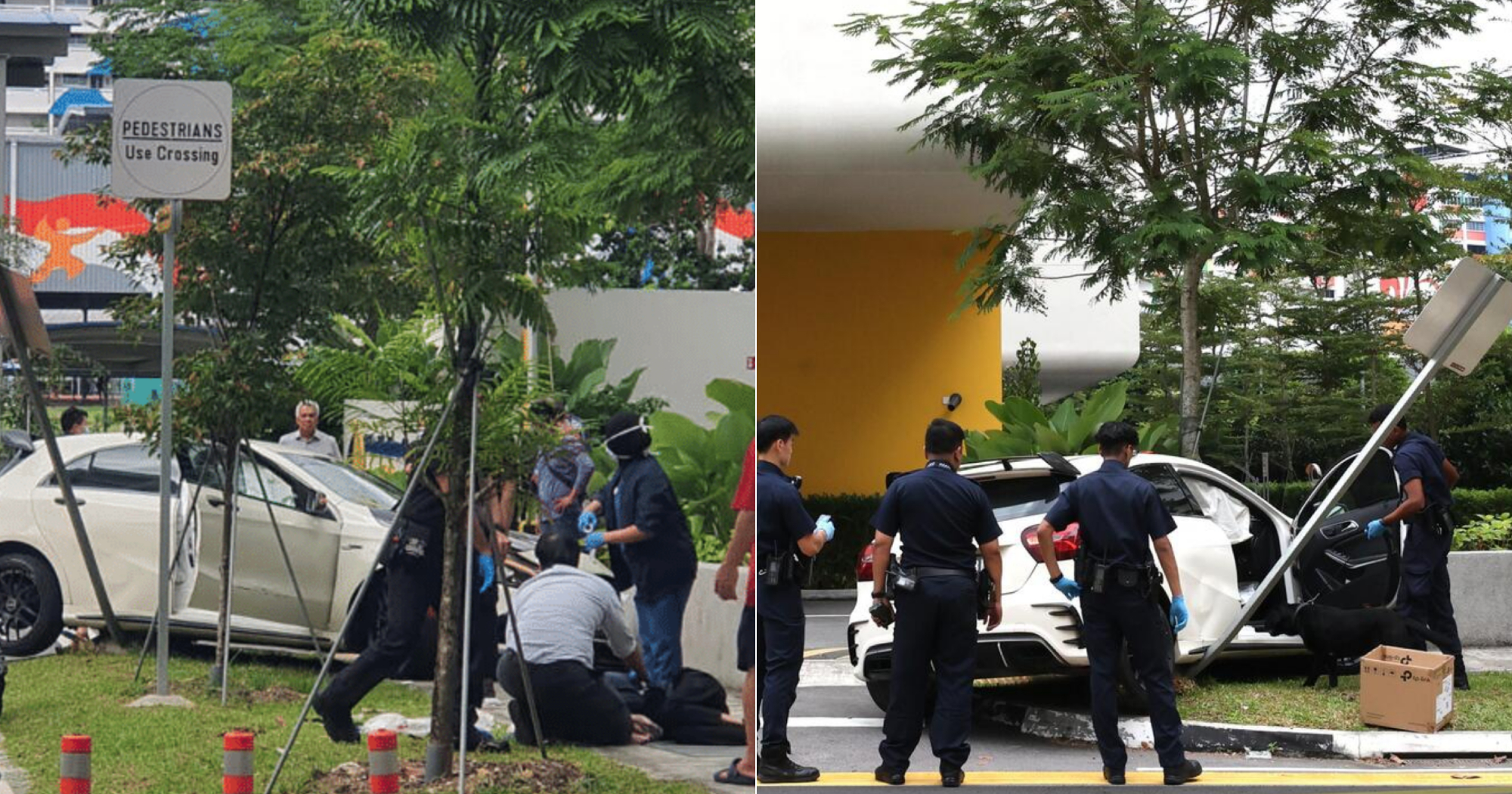 Woman allegedly caught 2 juvenile blacktip reef sharks on Sentosa ...