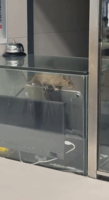 rat sit food court