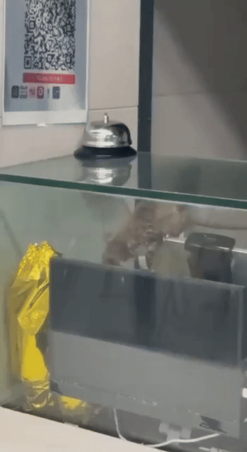 rat sit food court