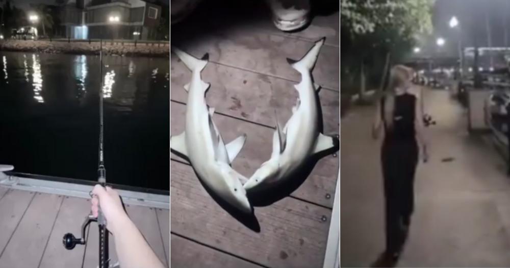 Woman allegedly caught 2 juvenile blacktip reef sharks on Sentosa ...