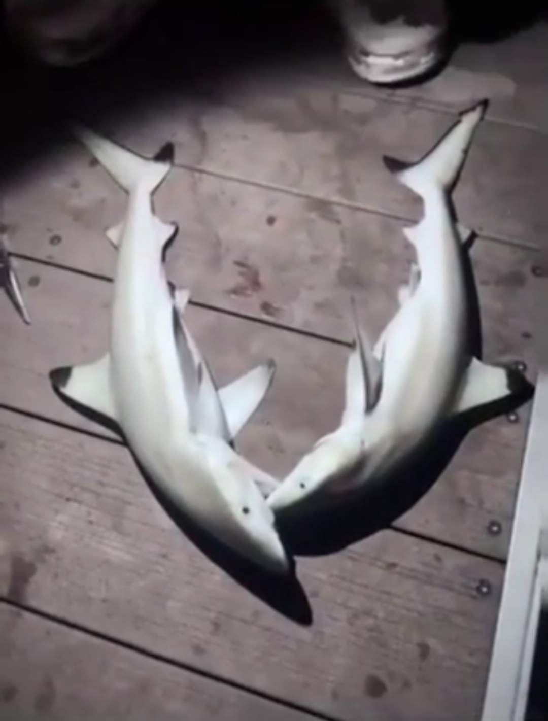 Woman allegedly caught 2 juvenile blacktip reef sharks on Sentosa ...
