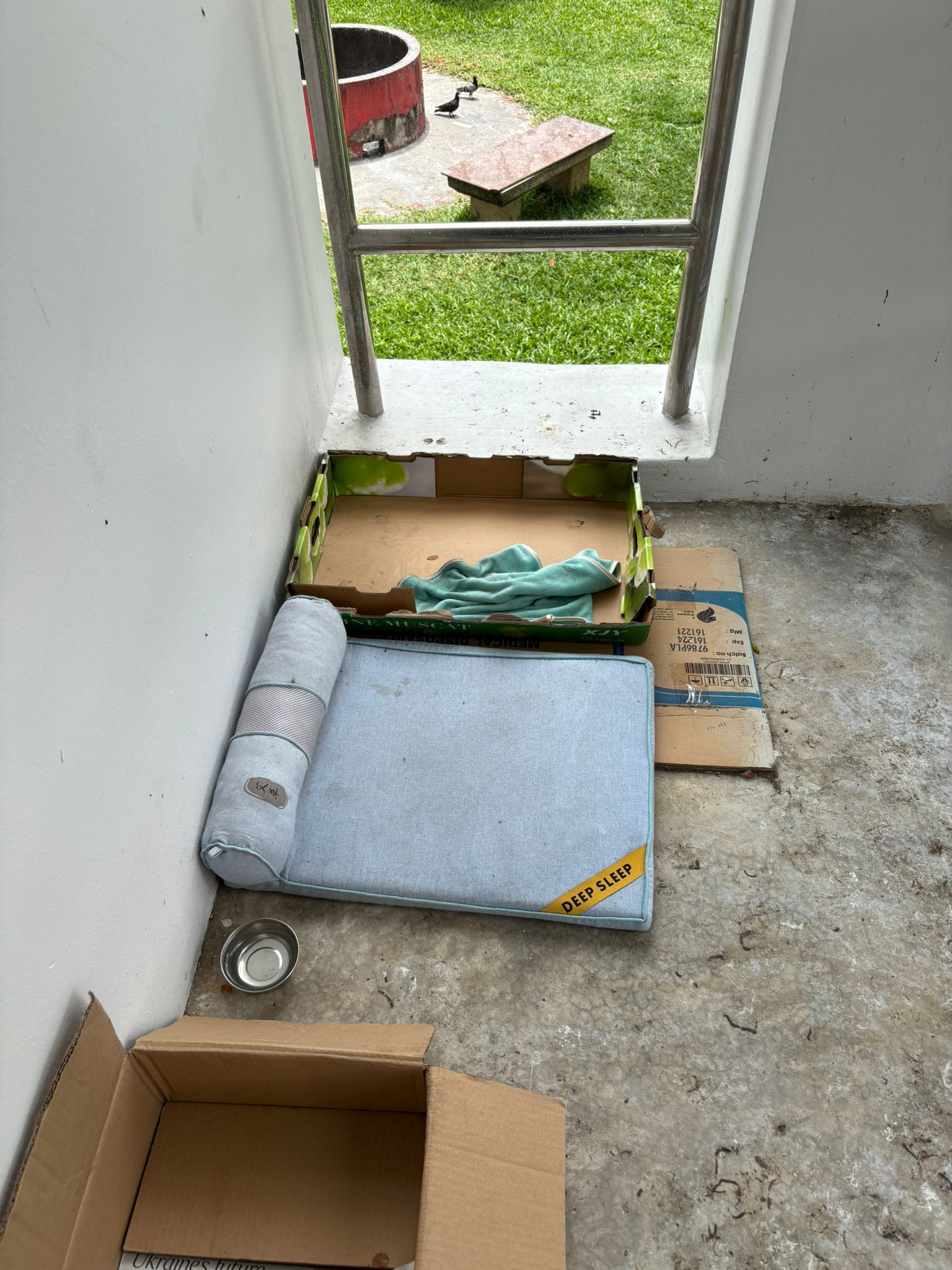 toa payoh cat abandonment