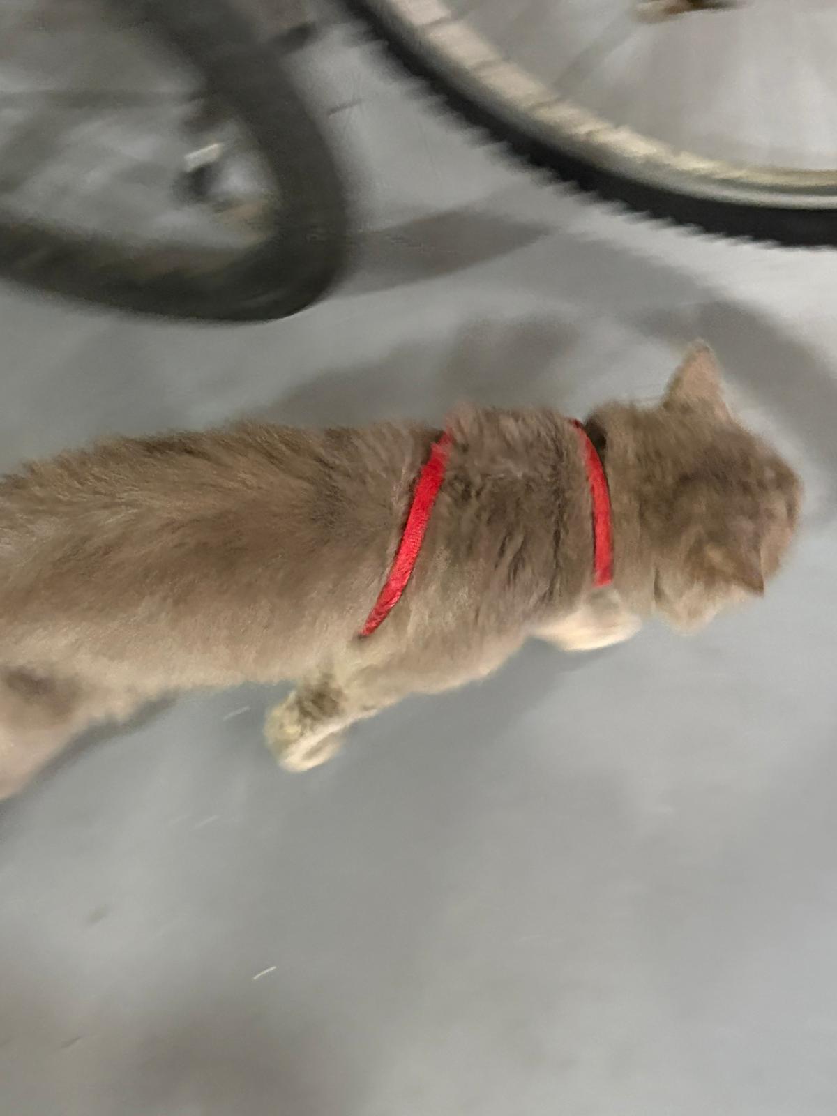 toa payoh cat abandonment