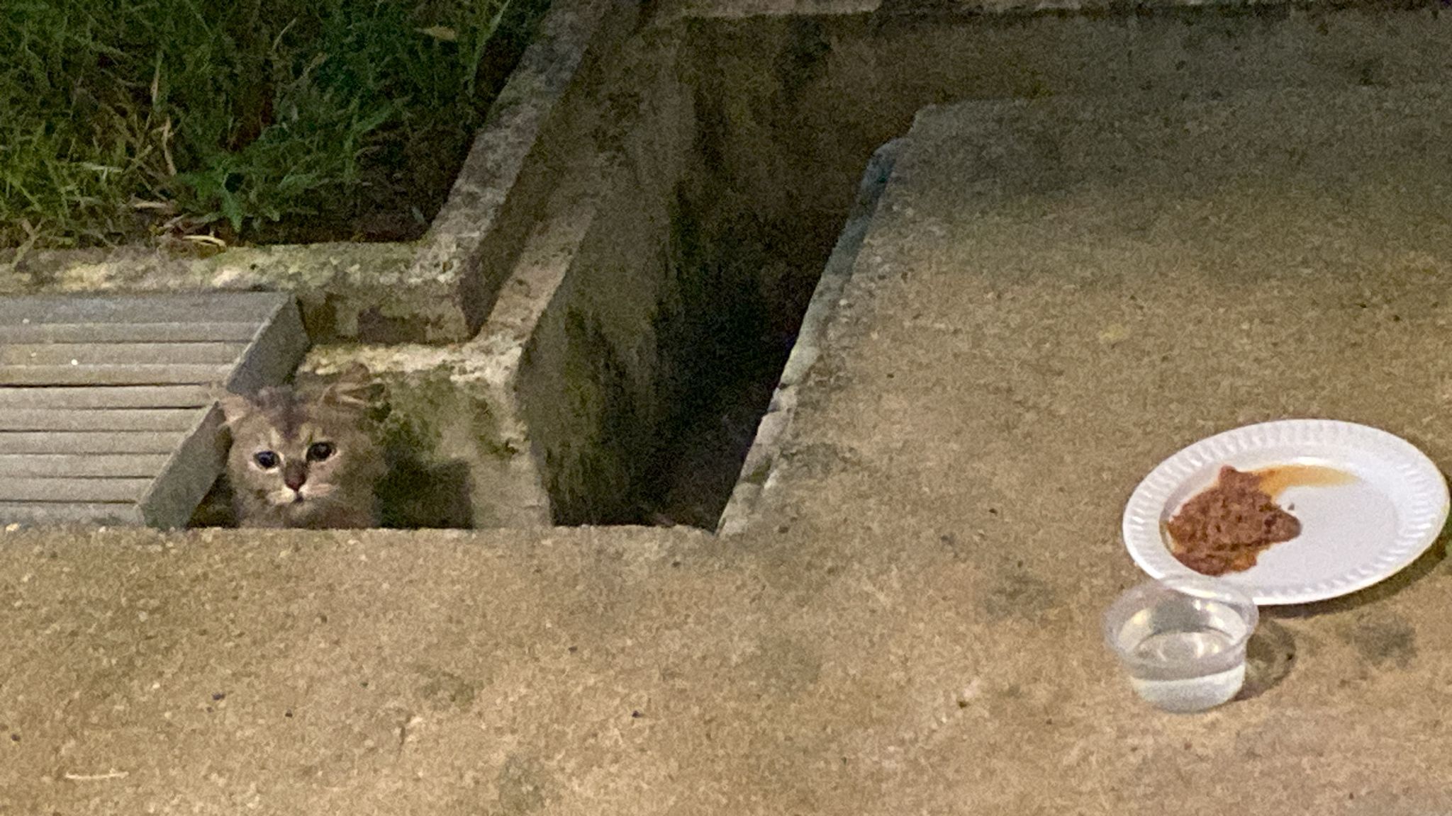 toa payoh cat abandonment