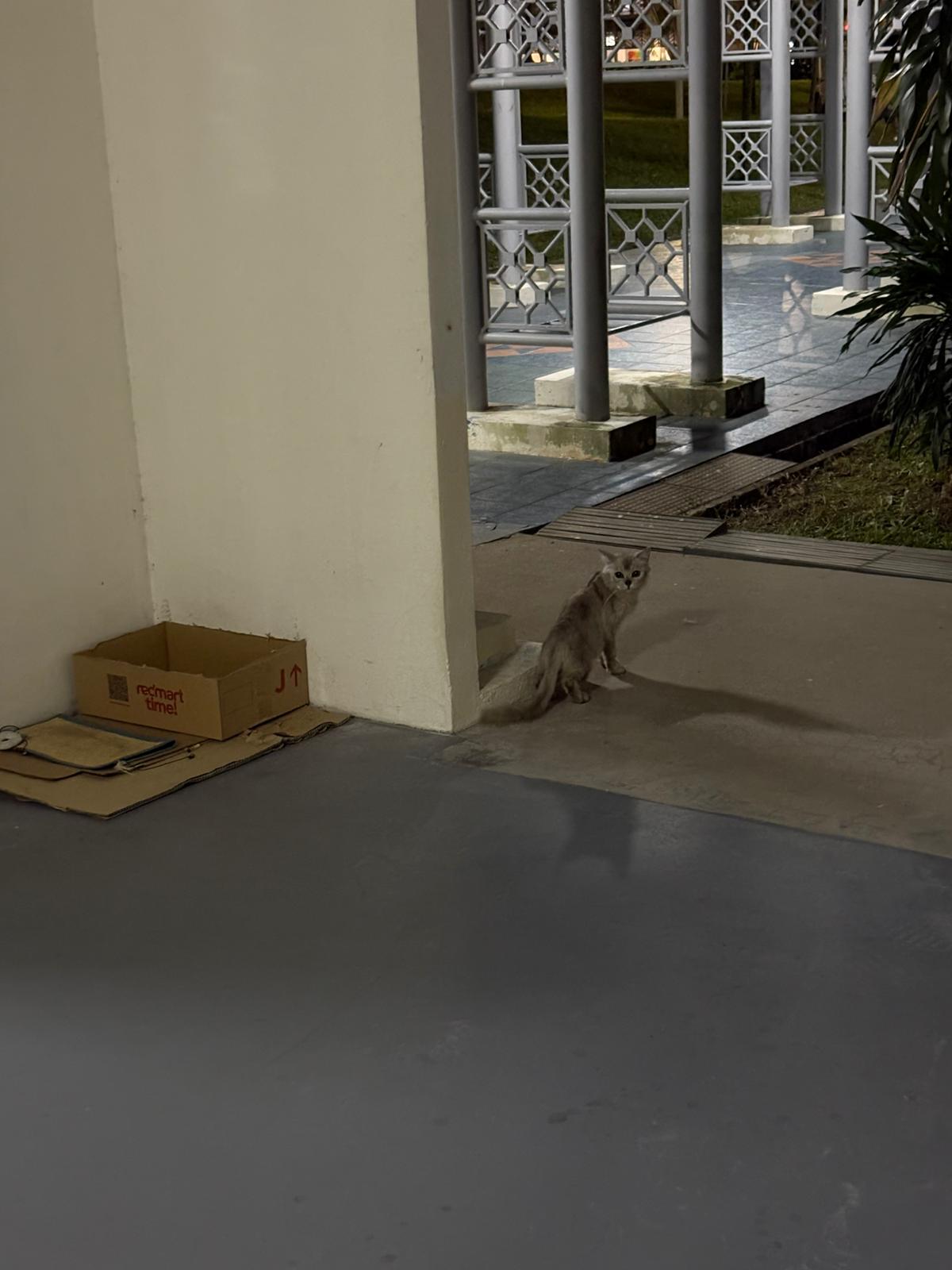 toa payoh cat abandonment