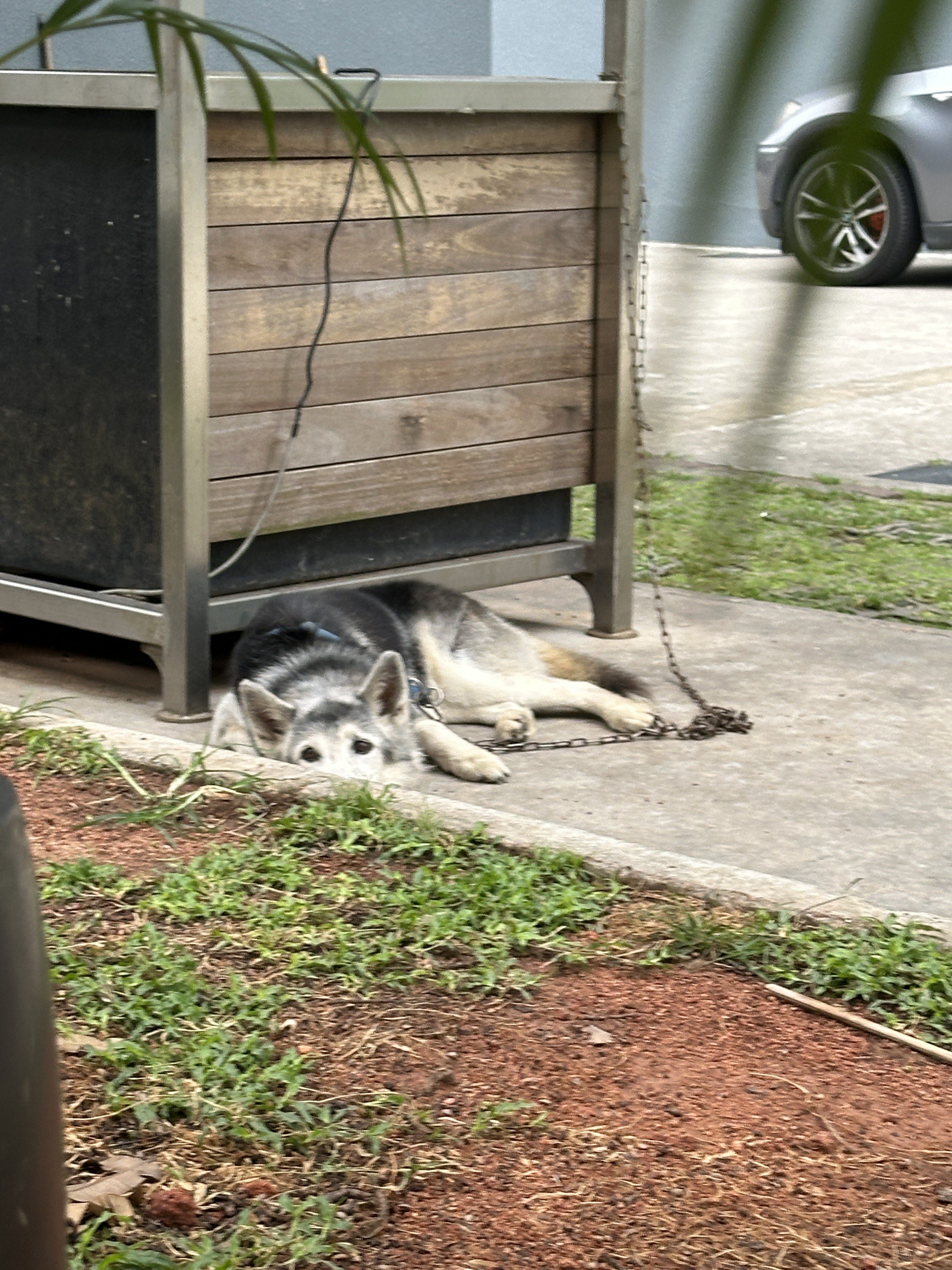 husky chained up